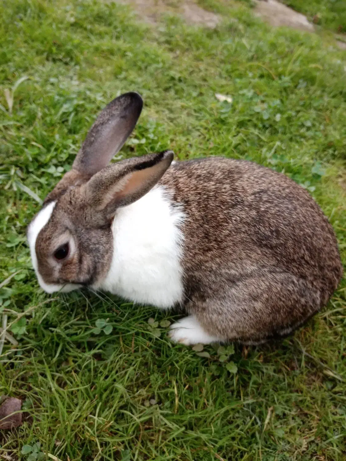 خرگوش نر|موش و خرگوش|آستانه اشرفیه, |دیوار