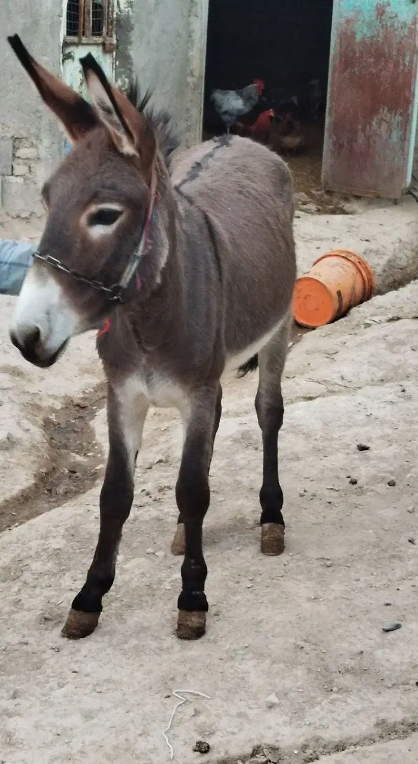 الاغ جوان|حیوانات مزرعه|گل تپه, |دیوار