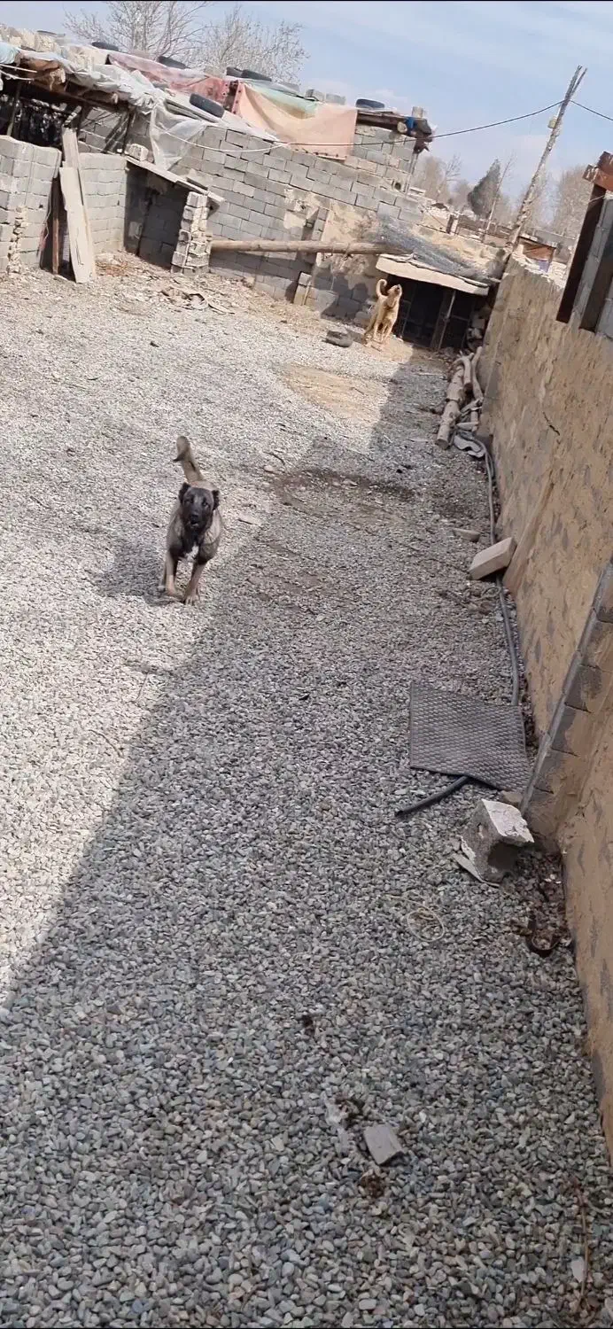 سرابی|سگ|مشکین‌دشت, |دیوار