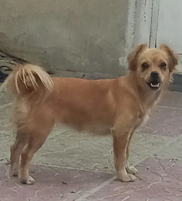 گمشده وائین|حیوانات|شهریار, شهرک عباس پور|دیوار