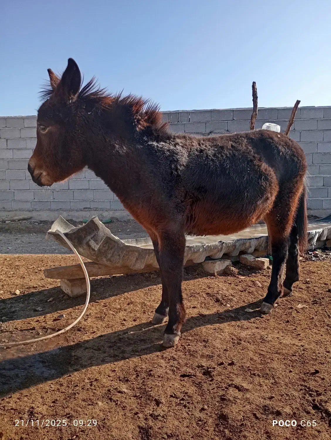 گاطر|حیوانات مزرعه|کوثر, |دیوار