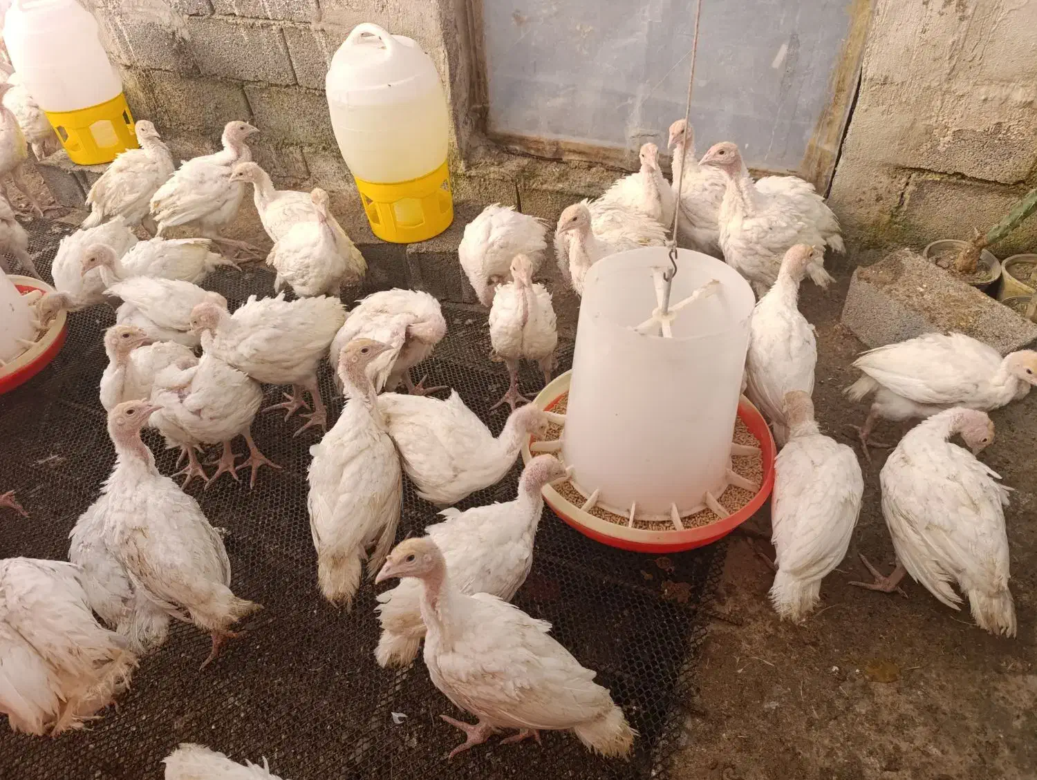 جوجه بوقلمون چهل روزه نژاد بیوتی|حیوانات مزرعه|دابودشت, |دیوار