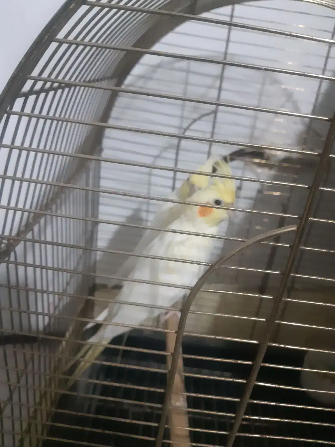 عروس هلندی ماده|پرنده|صباشهر, |دیوار