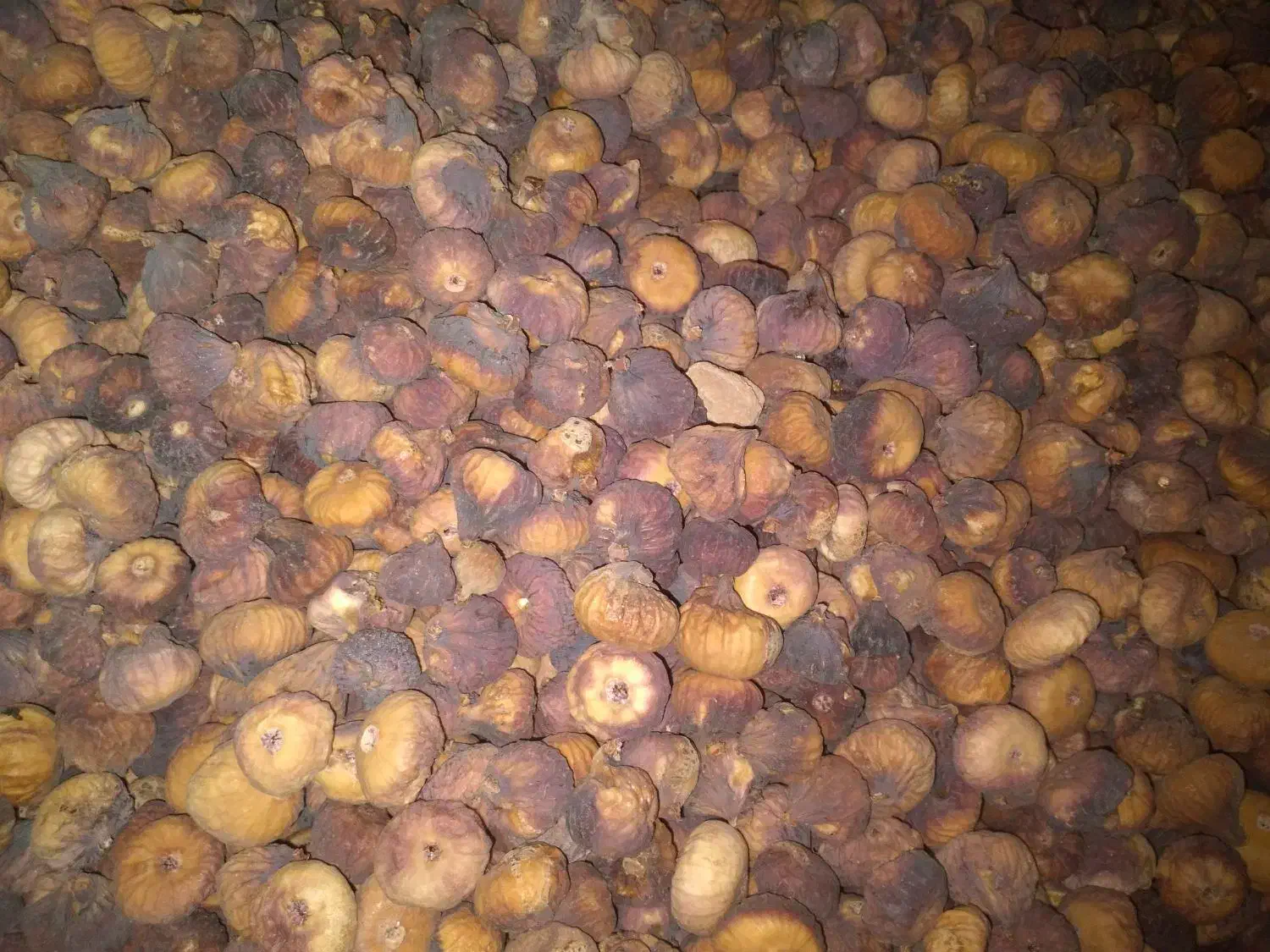انجیرخشک|عمده‌فروشی|شیراز, قلات|دیوار
