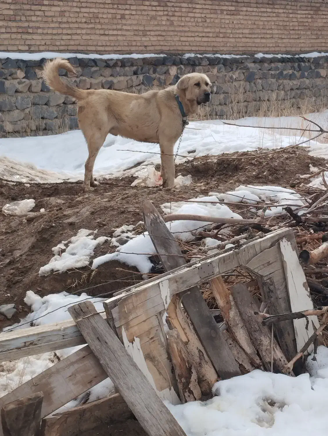 سگ عراقی پژدر|سگ|سلماس, |دیوار