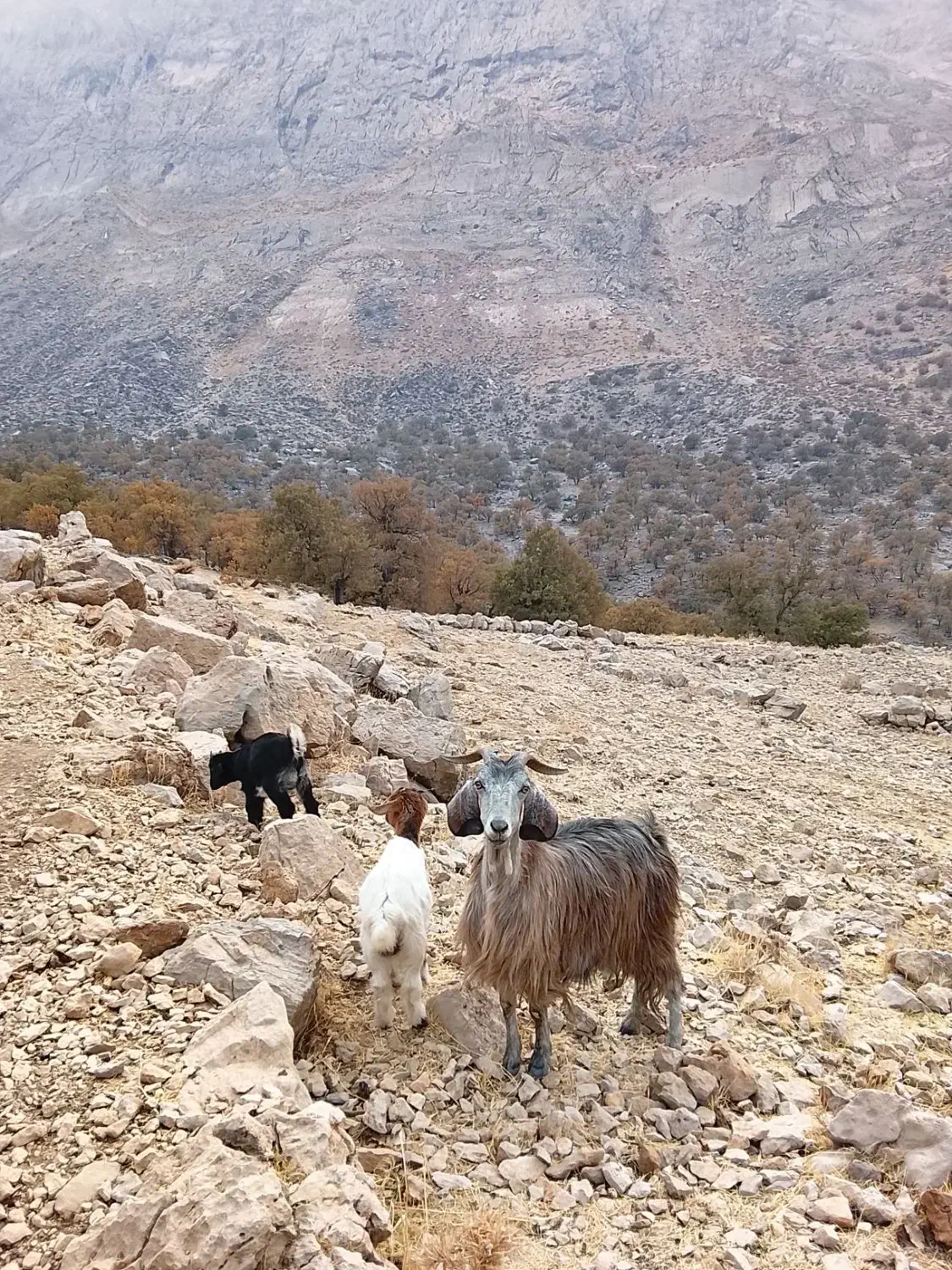 چهار راس بز با چهار راس کهره|حیوانات مزرعه|یاسوج, |دیوار