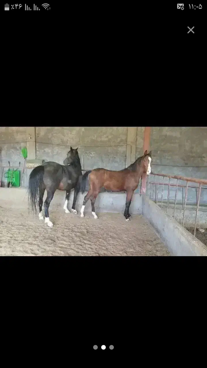 کره اسب عرب خالص ایرانی ۲ ساله|اسب و تجهیزات اسبسواری|شهرکرد, |دیوار