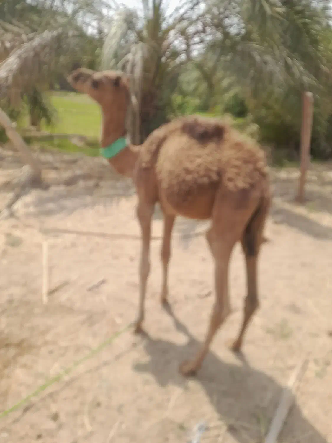 هاشی نر|حیوانات مزرعه|سیستان, |دیوار