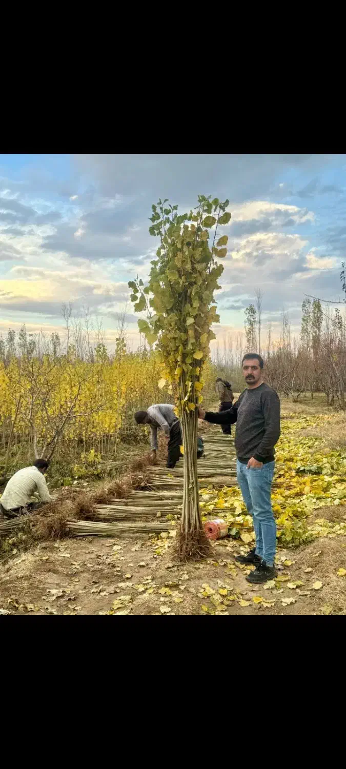 نهال صنوبر تضمینی و قیمت مناسب|خدمات باغبانی و درختکاری|آذرشهر, |دیوار
