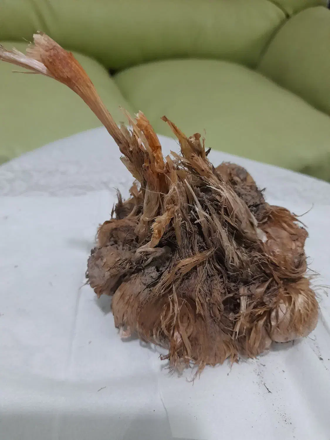 فروش پیاز زعفران قائنات با تخفیف فوری|خدمات باغبانی و درختکاری|قزوین, |دیوار