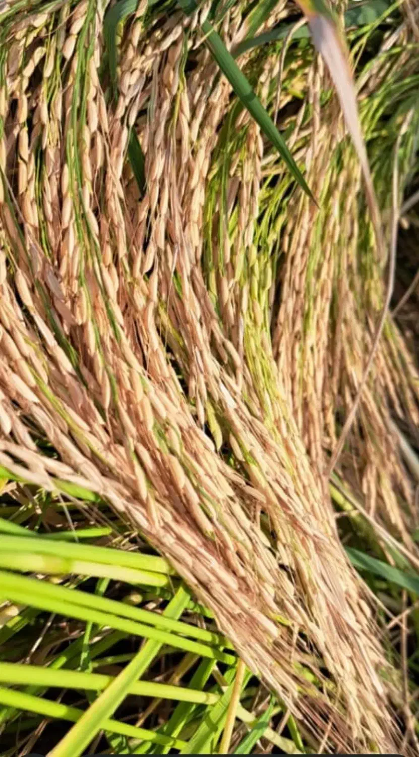 برنج هاشمی درجه یک دره رود|خوردنی و آشامیدنی|اردبیل, |دیوار