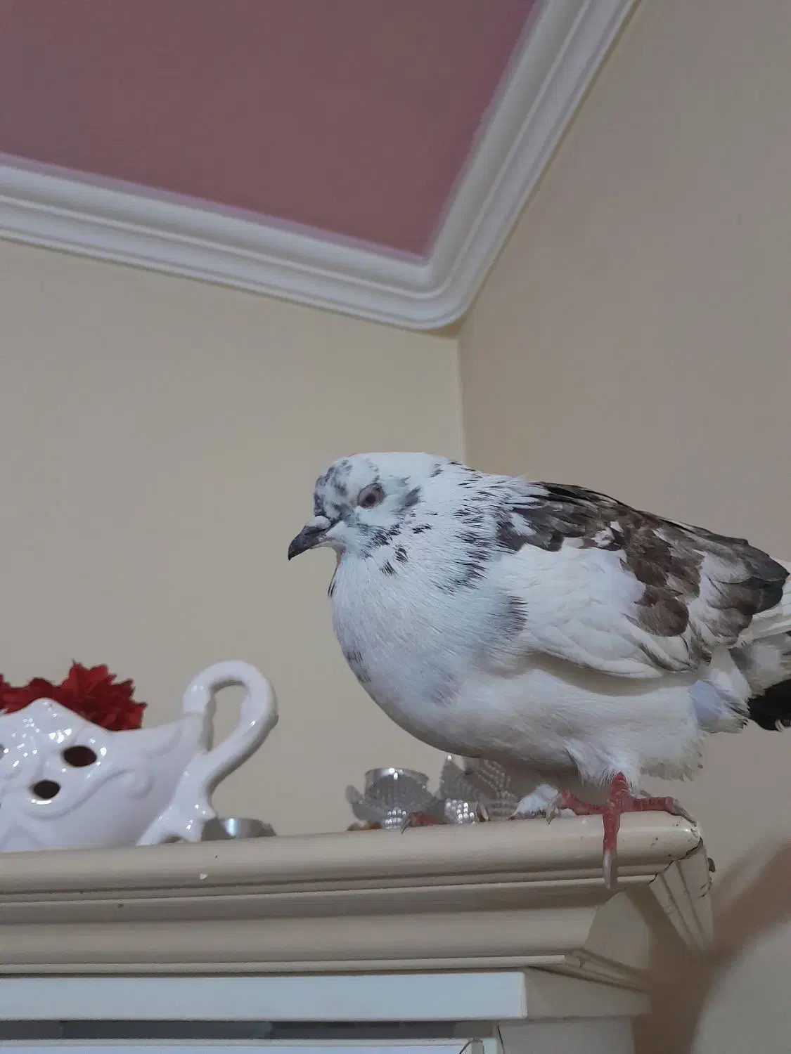 کبوتر|حیوانات|ارومیه, |دیوار