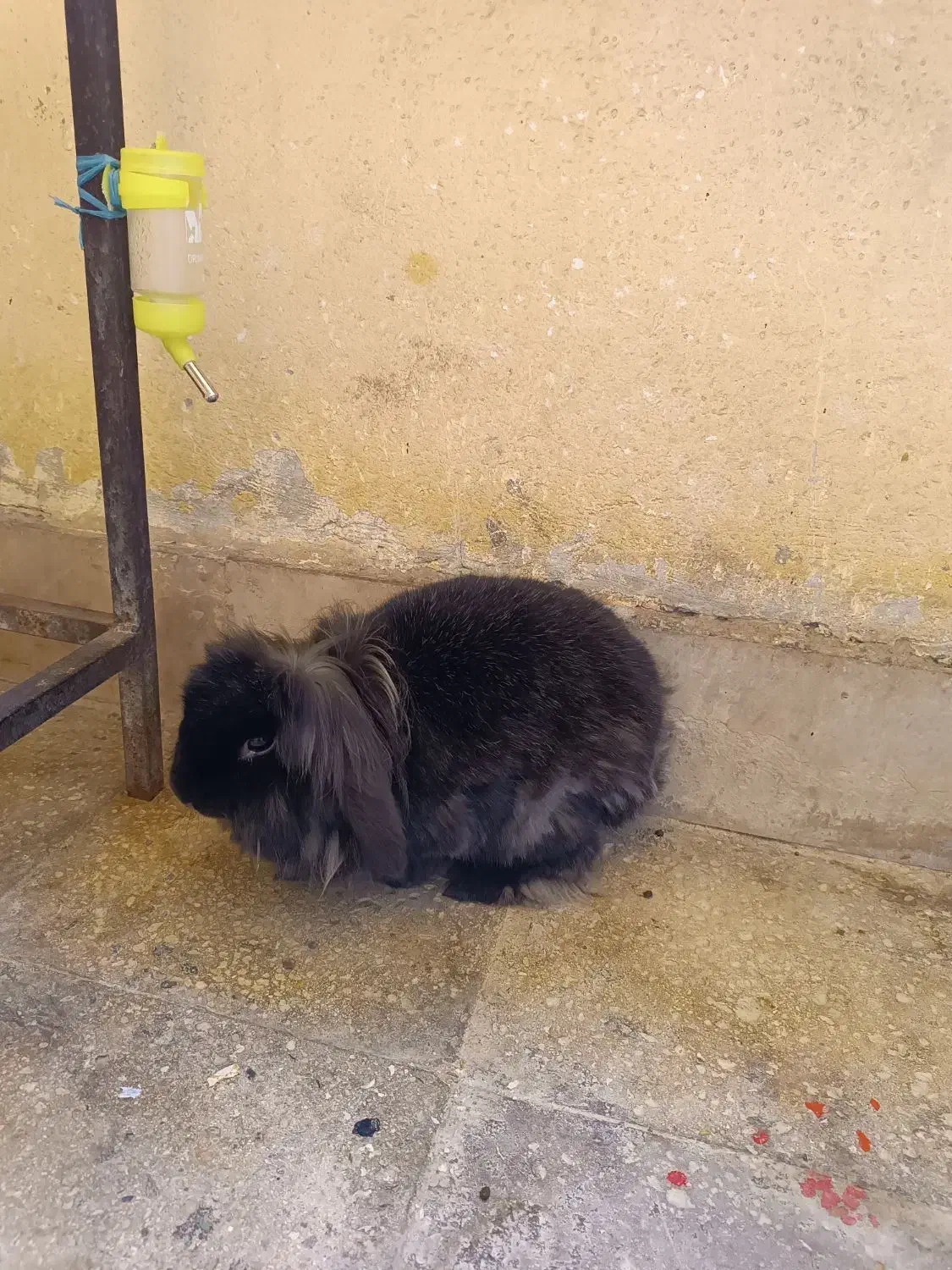 واگذاری خرگوش لپ|موش و خرگوش|پرند, فاز ۶|دیوار