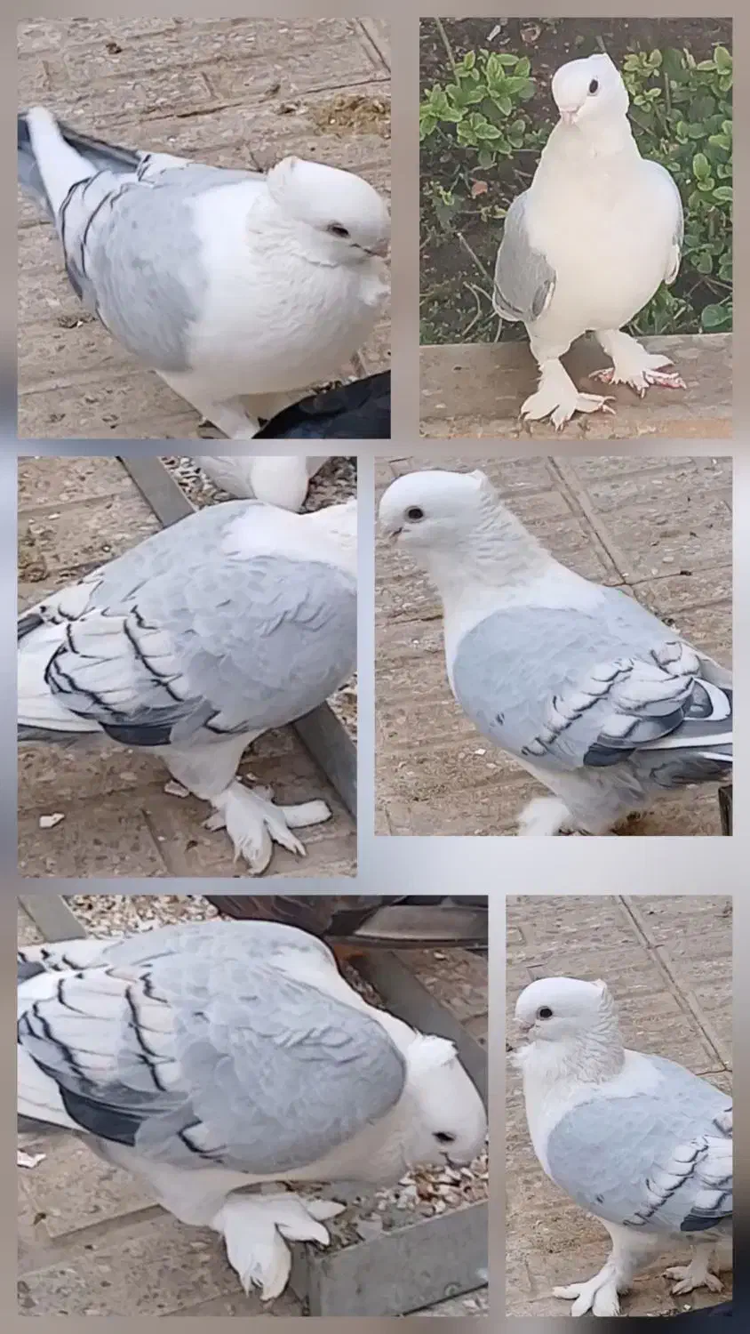 کبوتر ساتن گمشده|پرنده|شاهین‌شهر, شهرک گلدیس|دیوار