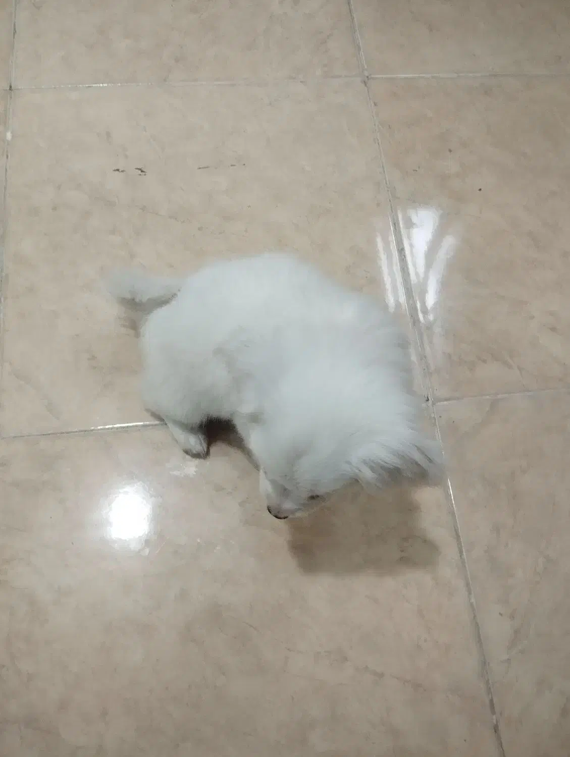 پامر روباهی|سگ|کرج, شهرک امیر المومنین|دیوار