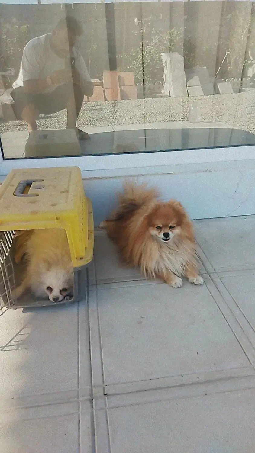 واگذاره سه قلاده پامیرین نر وماده|سگ|رباطکریم, رباطکریم|دیوار