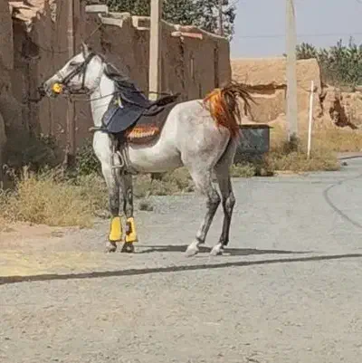 مادیان کرد|اسب و تجهیزات اسبسواری|معصومیه, |دیوار