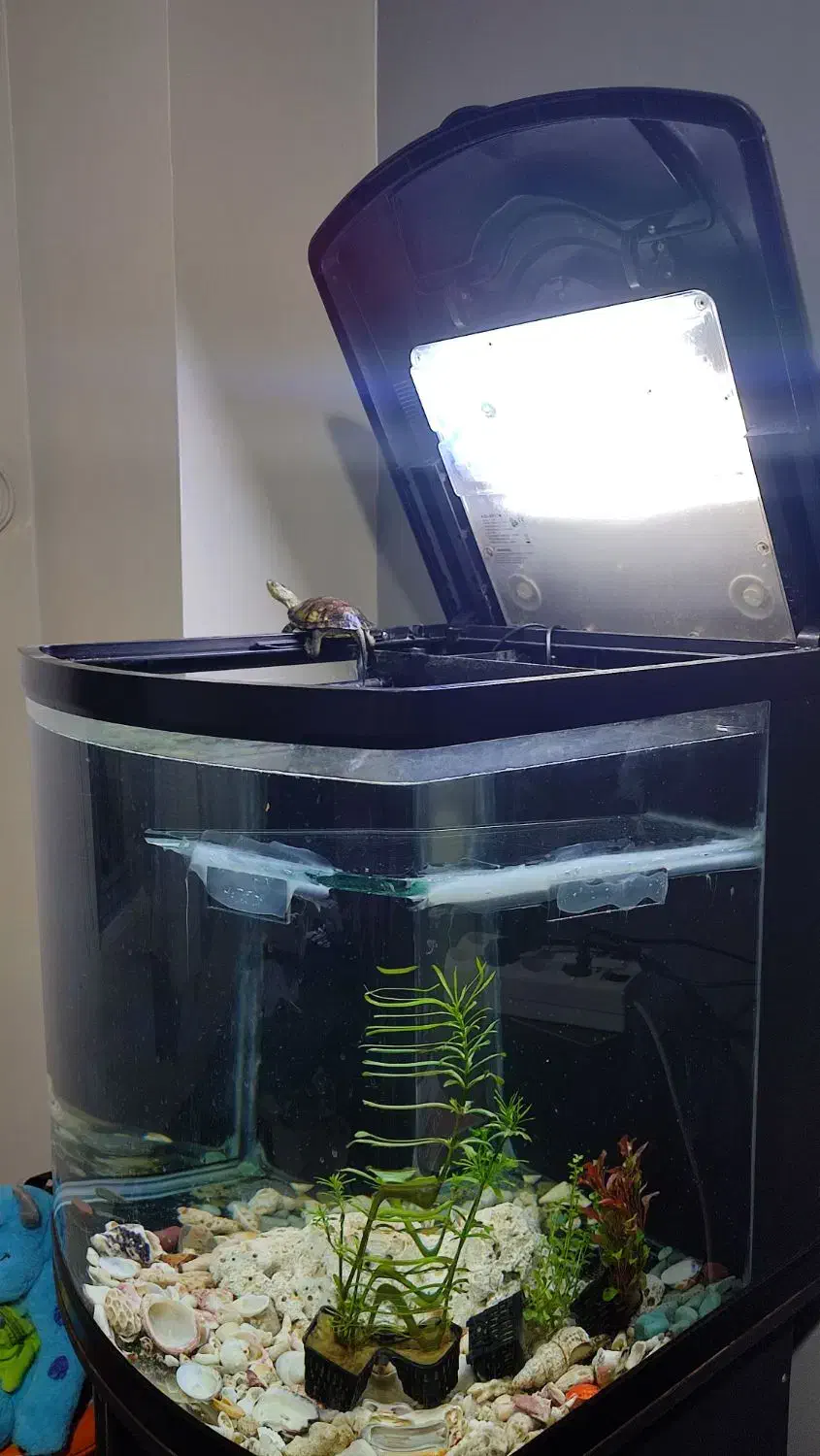 آکواریوم ماهیران|ماهی|کرج, شهرک فهمیده|دیوار