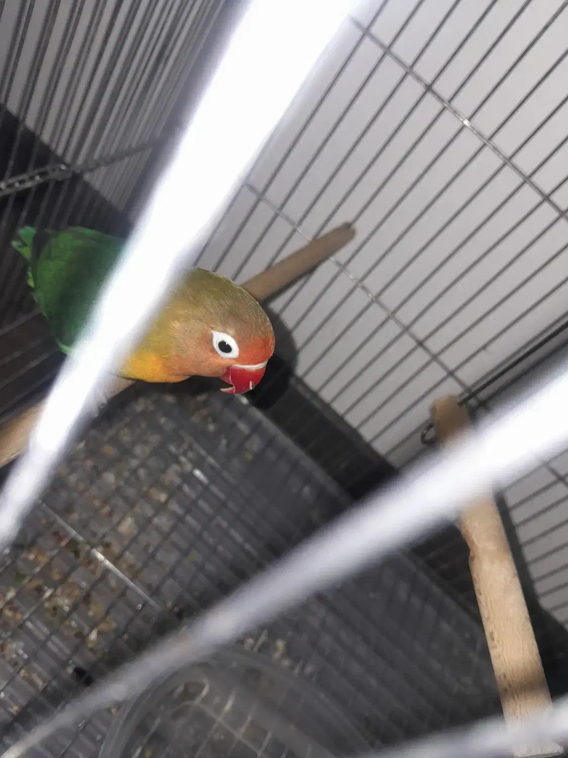 طوطی برزیلی|پرنده|رودهن, |دیوار