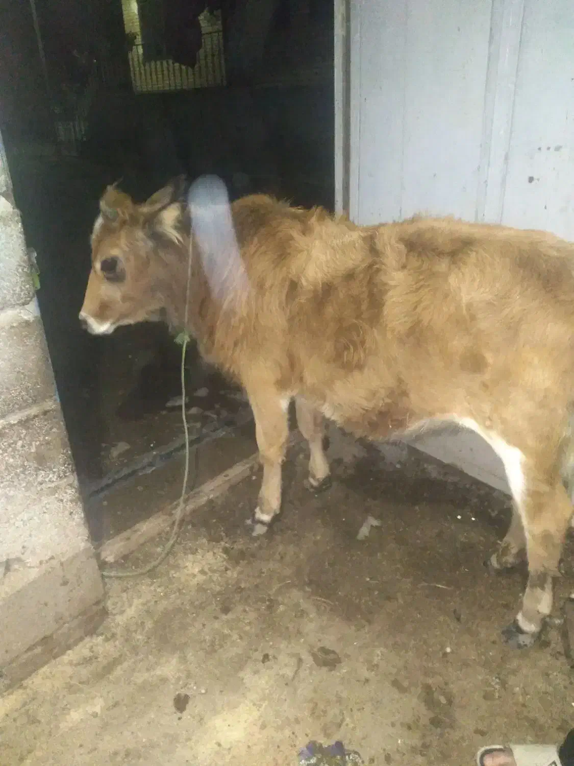 گوساله‌ماده‌‌تالشی‌|حیوانات مزرعه|تالش, جوکندان|دیوار