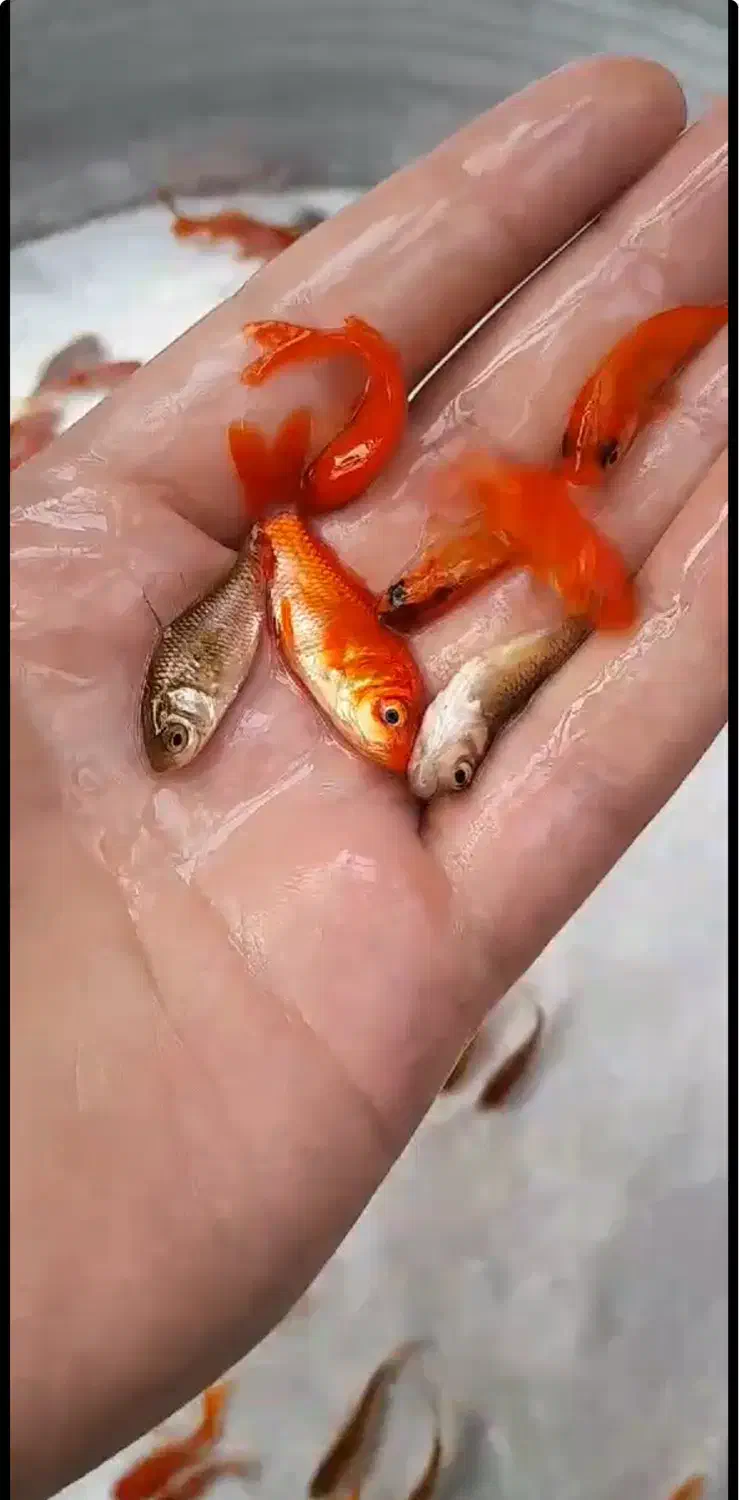 فروش عمده ماهی قرمز|ماهی|الیگودرز, |دیوار