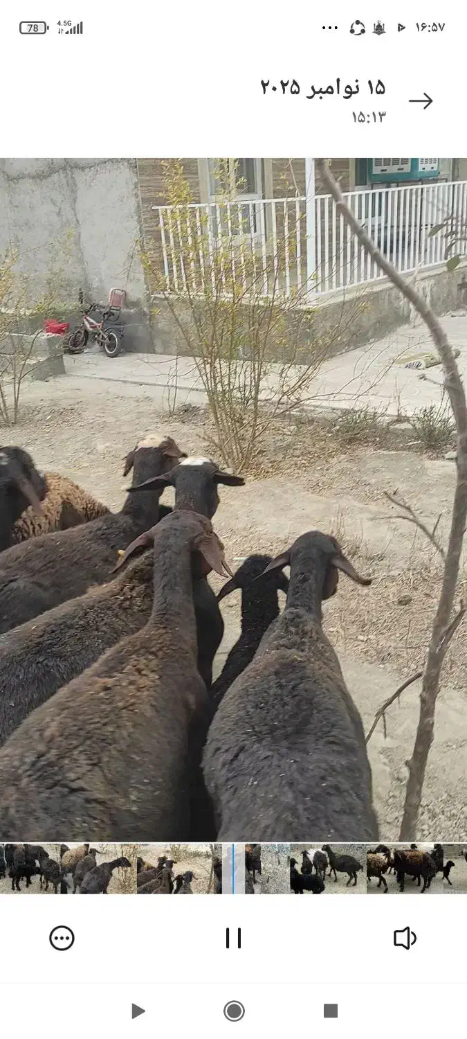 میش|حیوانات مزرعه|هشتگرد, تهران دشت|دیوار