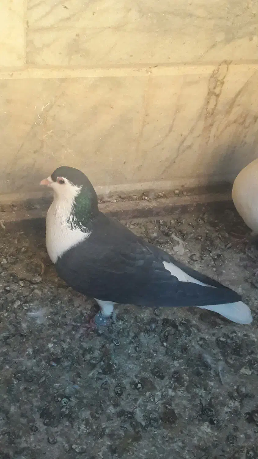 کفتر ۳عدد|پرنده|شهرآباد, |دیوار