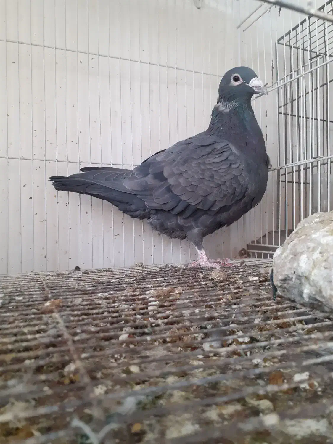 تماس|پرنده|مشهد, کشف|دیوار