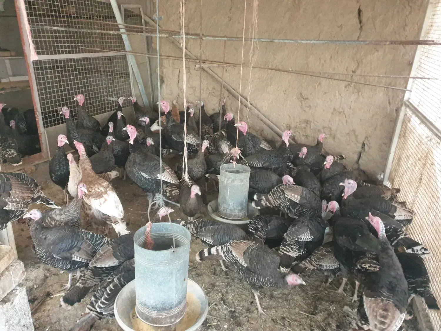 فروش بوقلمون محلی|حیوانات مزرعه|ورامین, خورین|دیوار