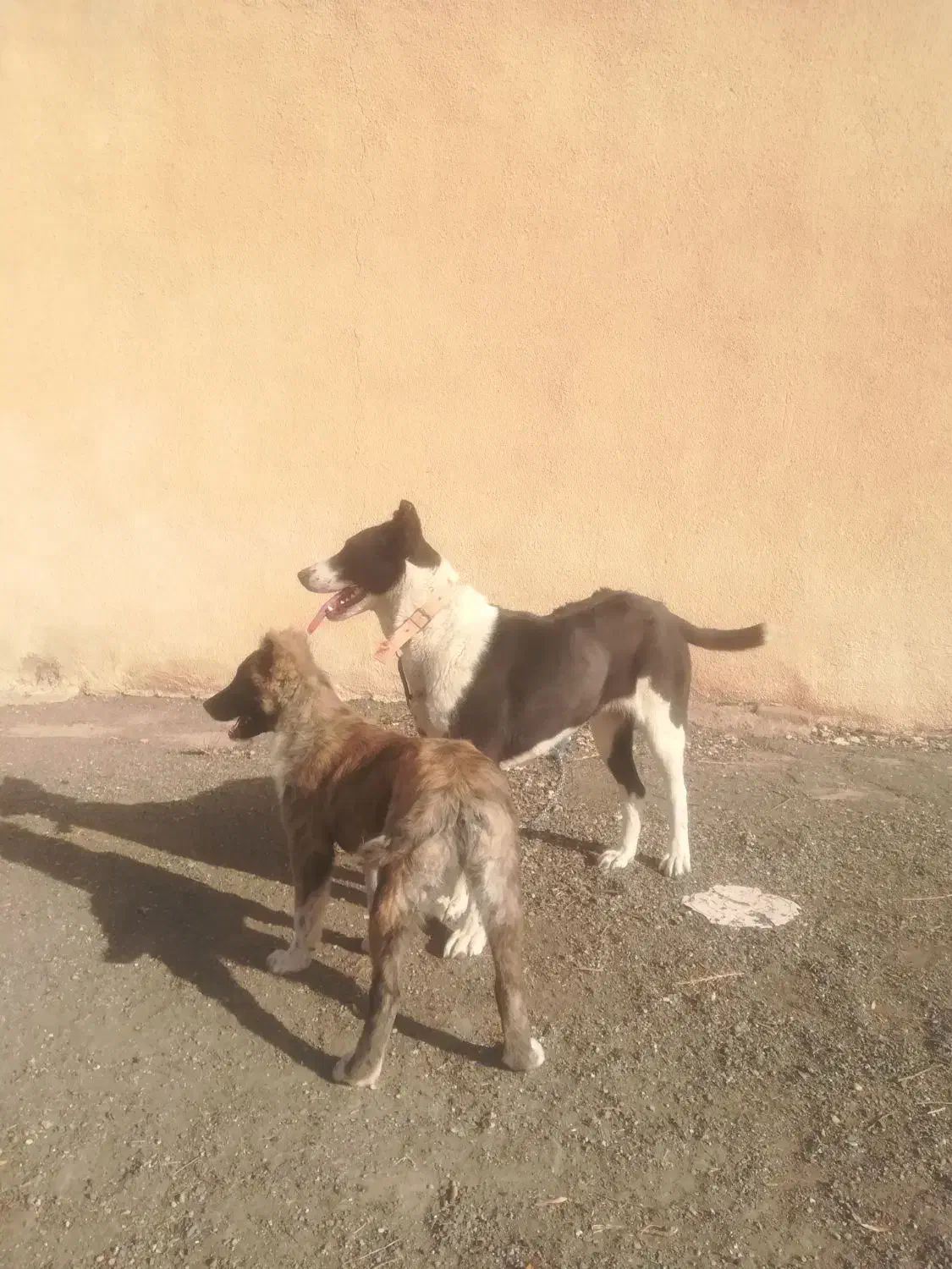 سگ ماده|سگ|بشاریات, |دیوار