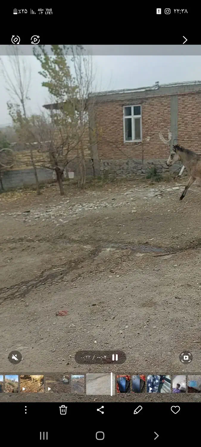 اسب نر|اسب و تجهیزات اسب‌سواری|ماهنشان, |دیوار