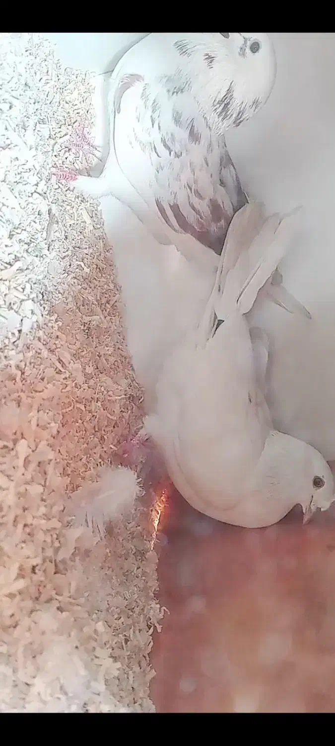 کاشانی|پرنده|لردگان, |دیوار