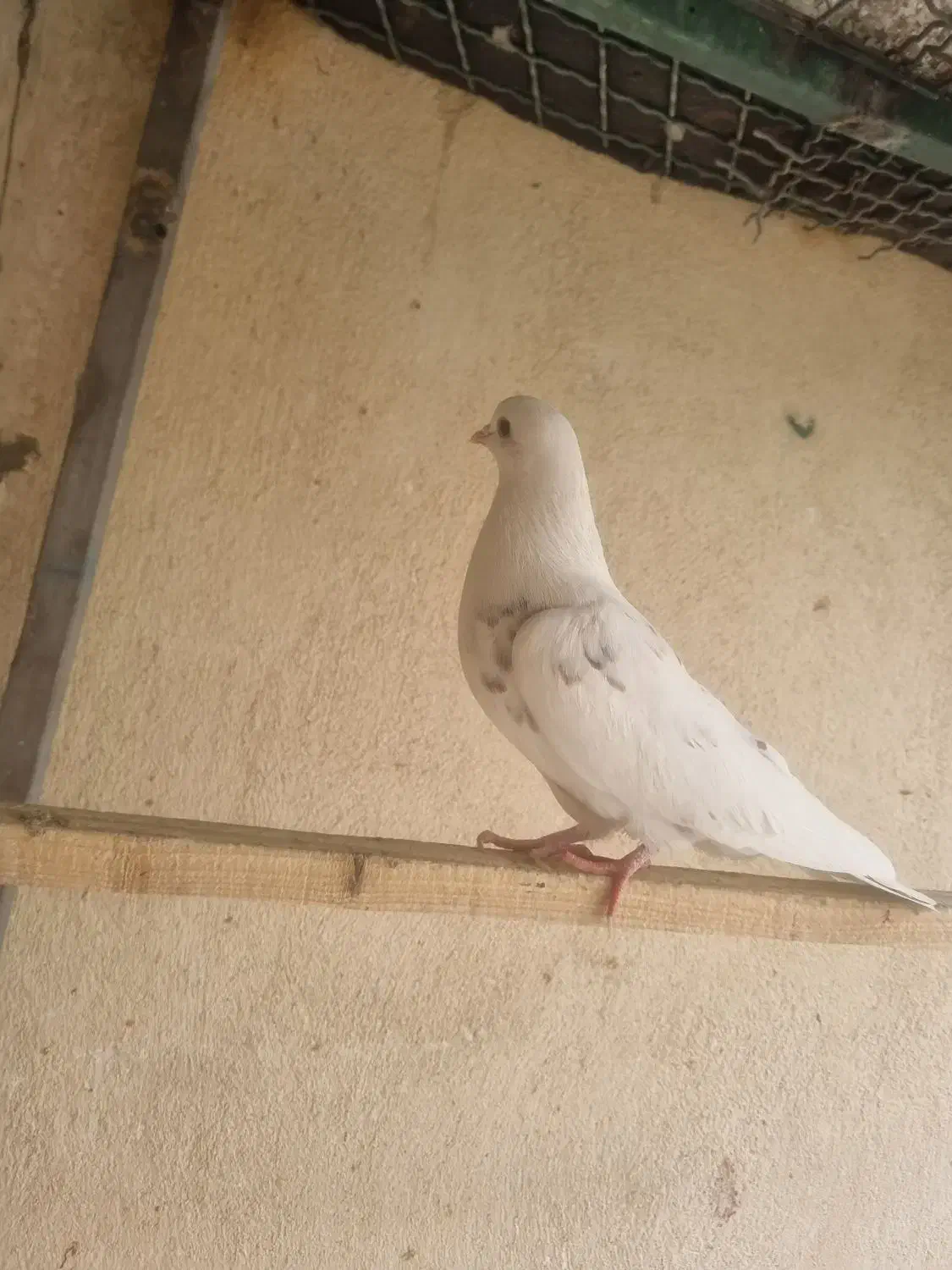 کفتر سفید پرش. سنگین|پرنده|فردیس, شهرک ۱۱۰|دیوار