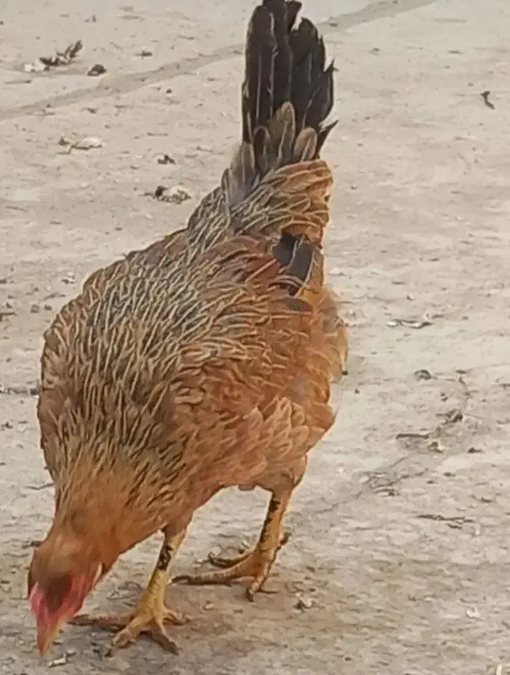 مرغ و خروس۱|حیوانات مزرعه|باوی, |دیوار