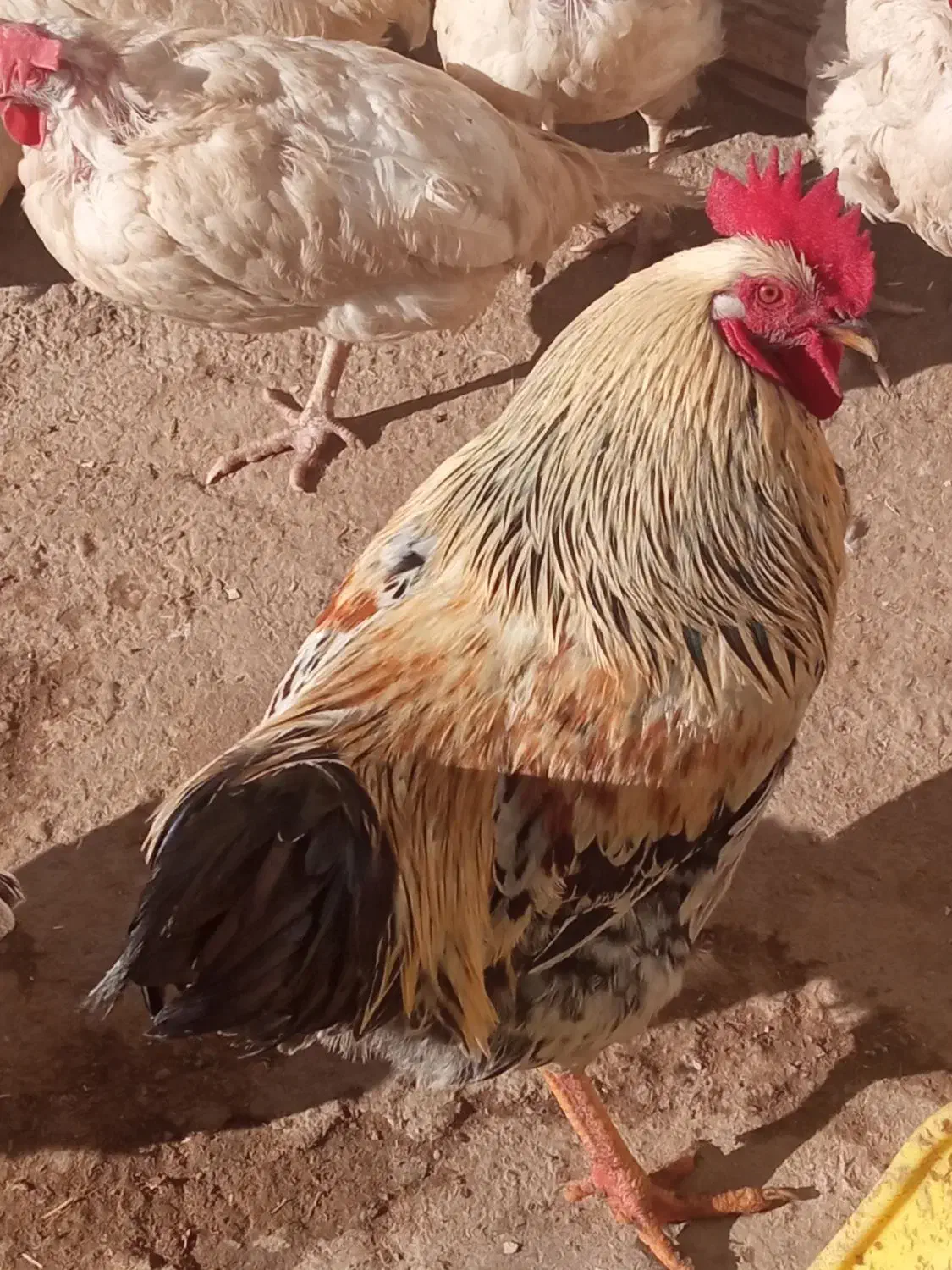 خروس|پرنده|باروق, |دیوار