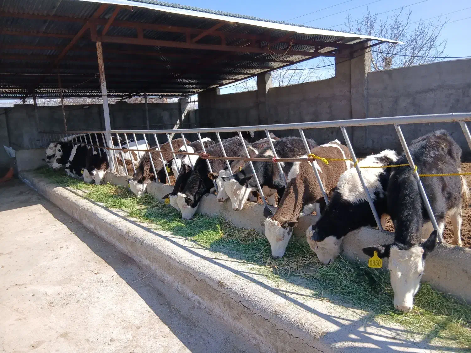 گوساله نر|حیوانات مزرعه|نیشابور, مازول|دیوار