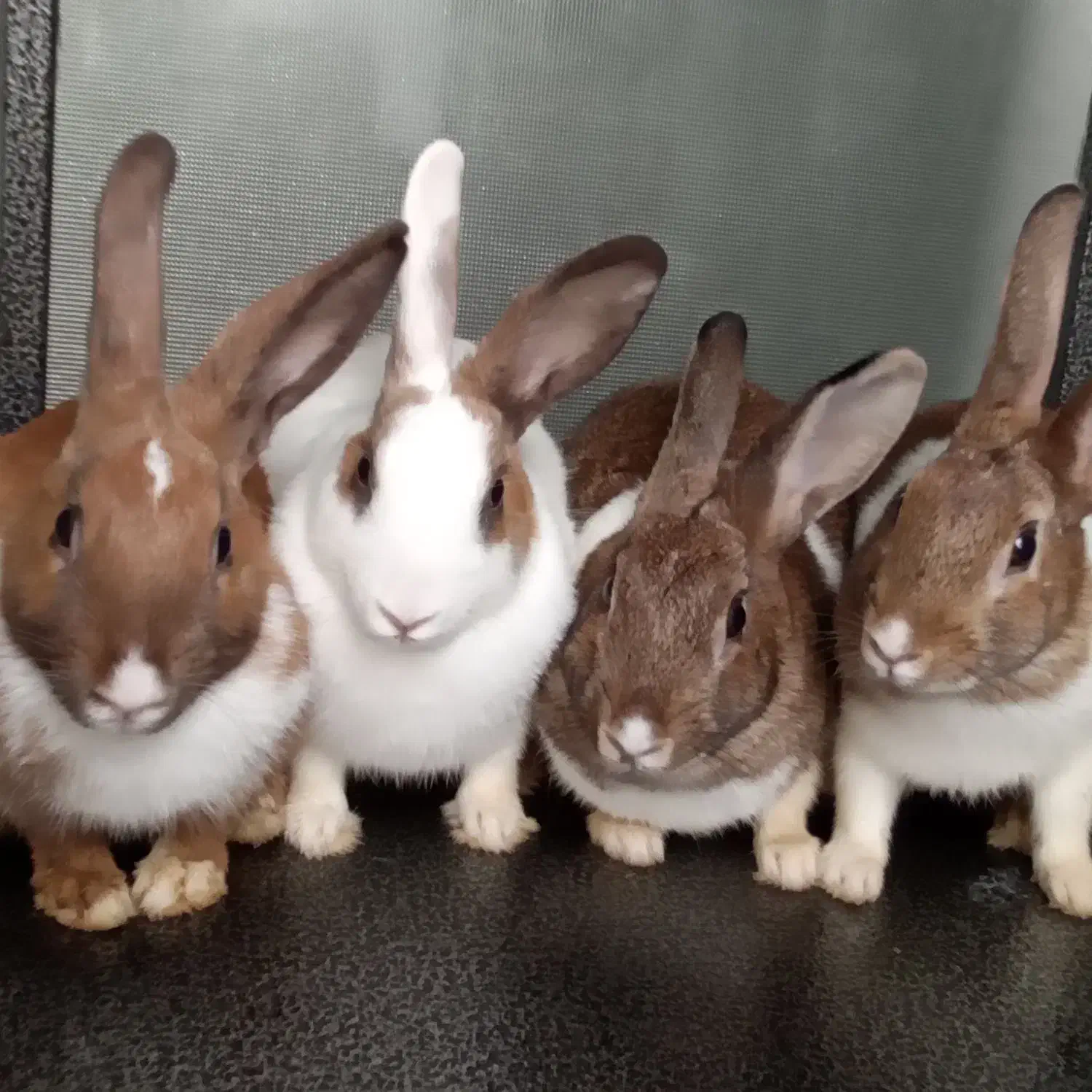 فروش خرگوش خانگی|موش و خرگوش|پیرانشهر, |دیوار