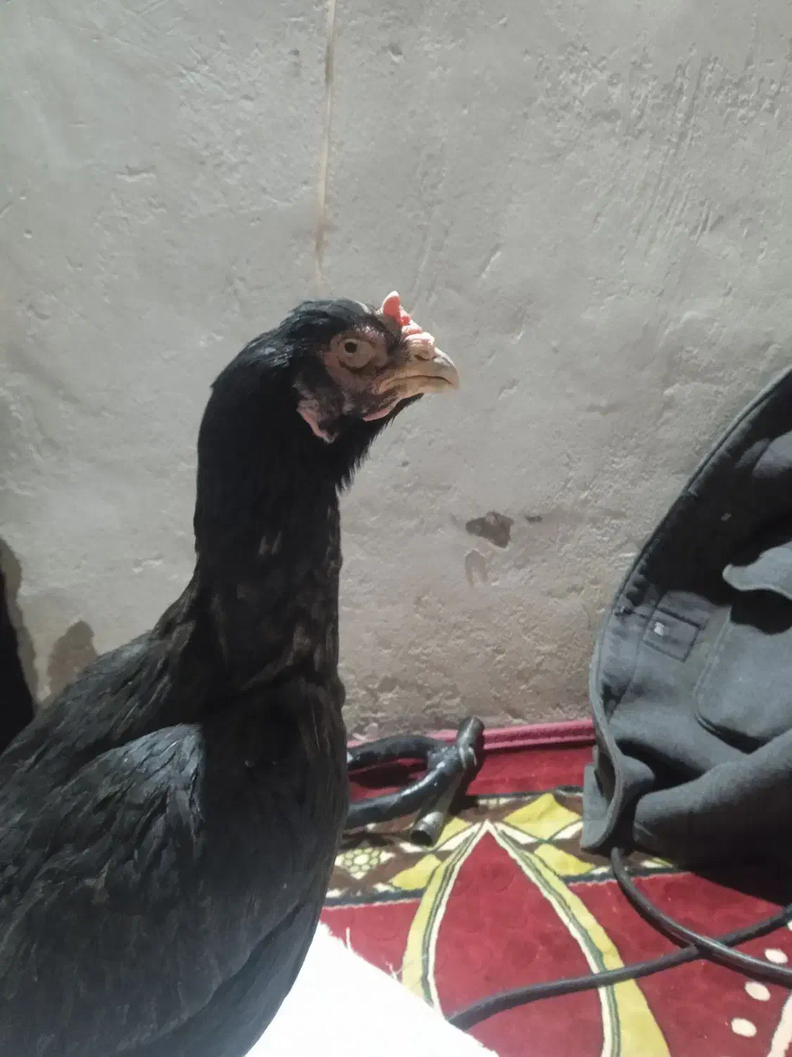 مرغ اصیل|حیوانات مزرعه|خاش, |دیوار