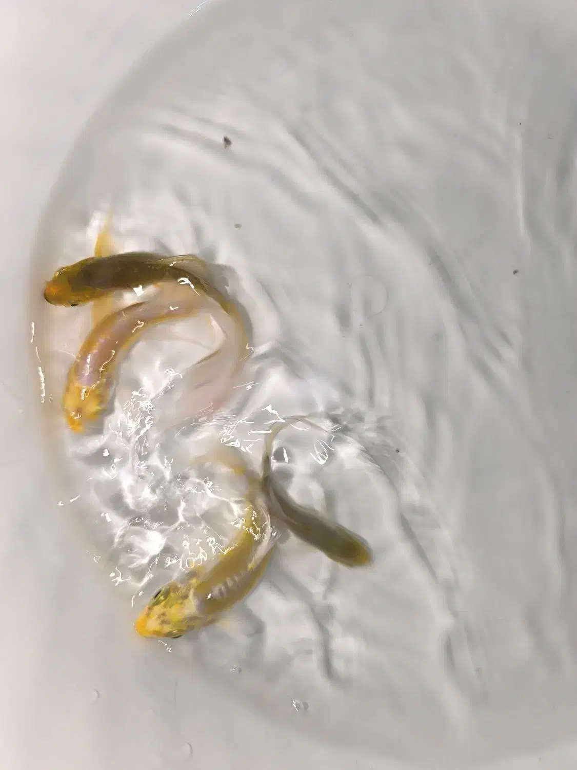 فروش ماهی کوی|ماهی|مشهد, انقلاب|دیوار