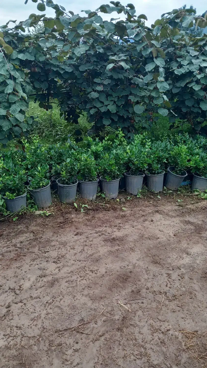 یاس هلندی گلدان ۱۲|گل و گیاه طبیعی|تنکابن, |دیوار