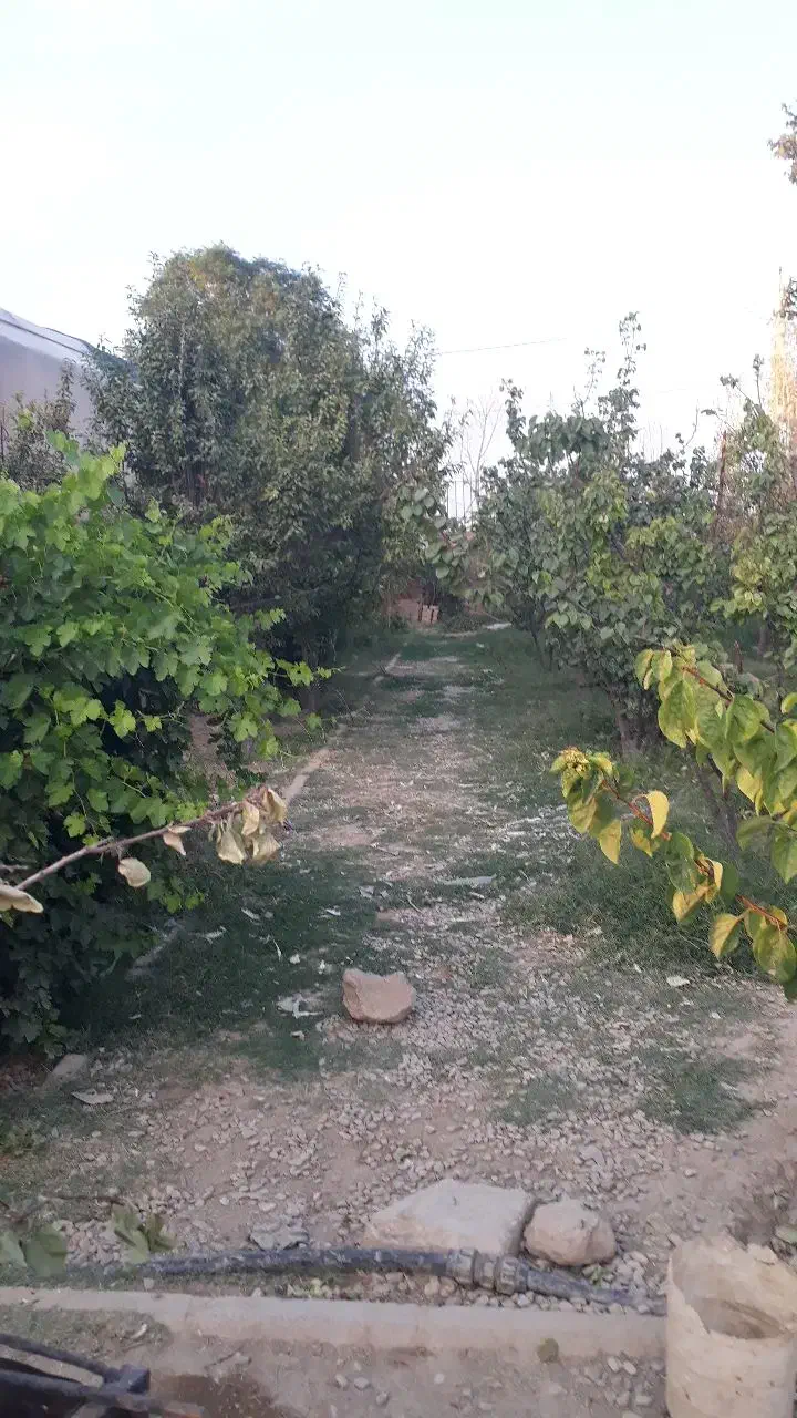 باغ به همراه گلخانه تجاری|فروش دفتر صنعتی، کشاورزی، تجاری|رباط‌کریم, رباط‌کریم|دیوار