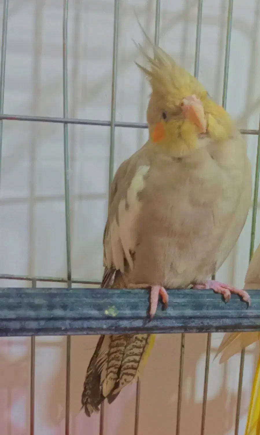 جوجه عروس هلندی|پرنده|بروجرد, |دیوار