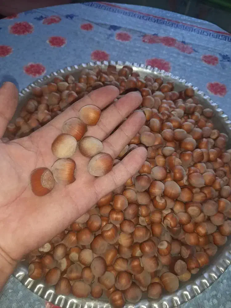 فندق گردویی کوهستانی آفتاب خشک|خوردنی و آشامیدنی|رستم‌آباد, |دیوار