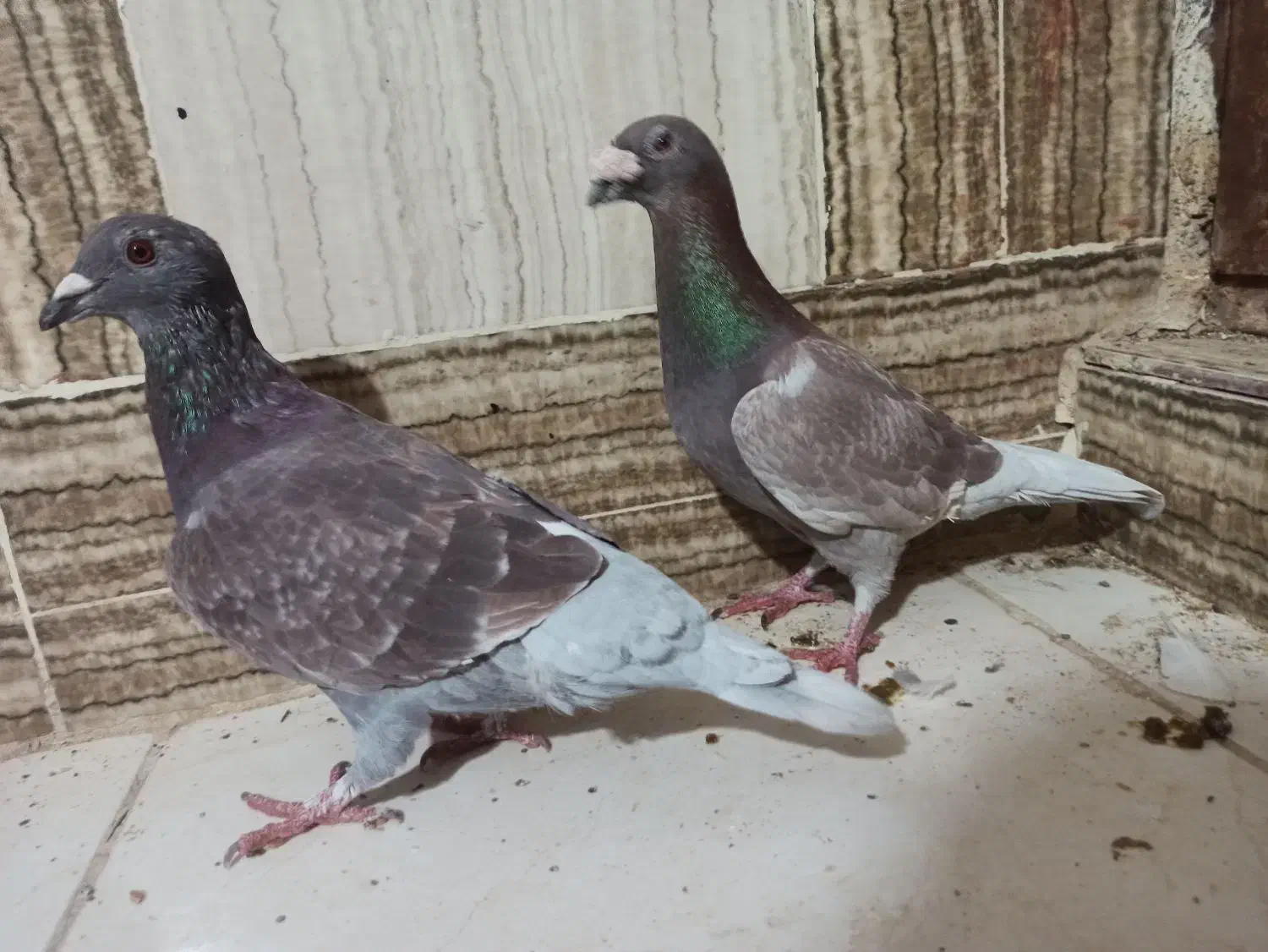 رنگه|پرنده|زابل, |دیوار