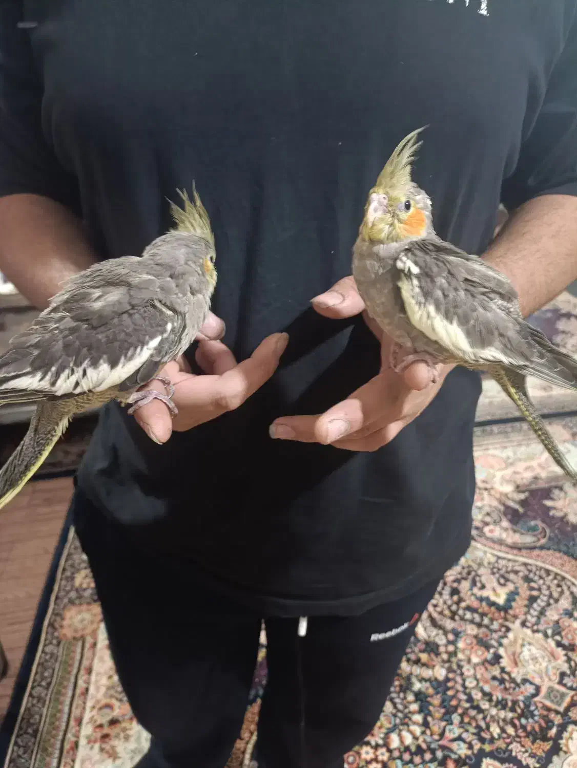 دوتاجوجه عروس هلندی کاملاسرحال دوتاباهم۱/۲۰۰|پرنده|اهواز, کوی سعدی|دیوار