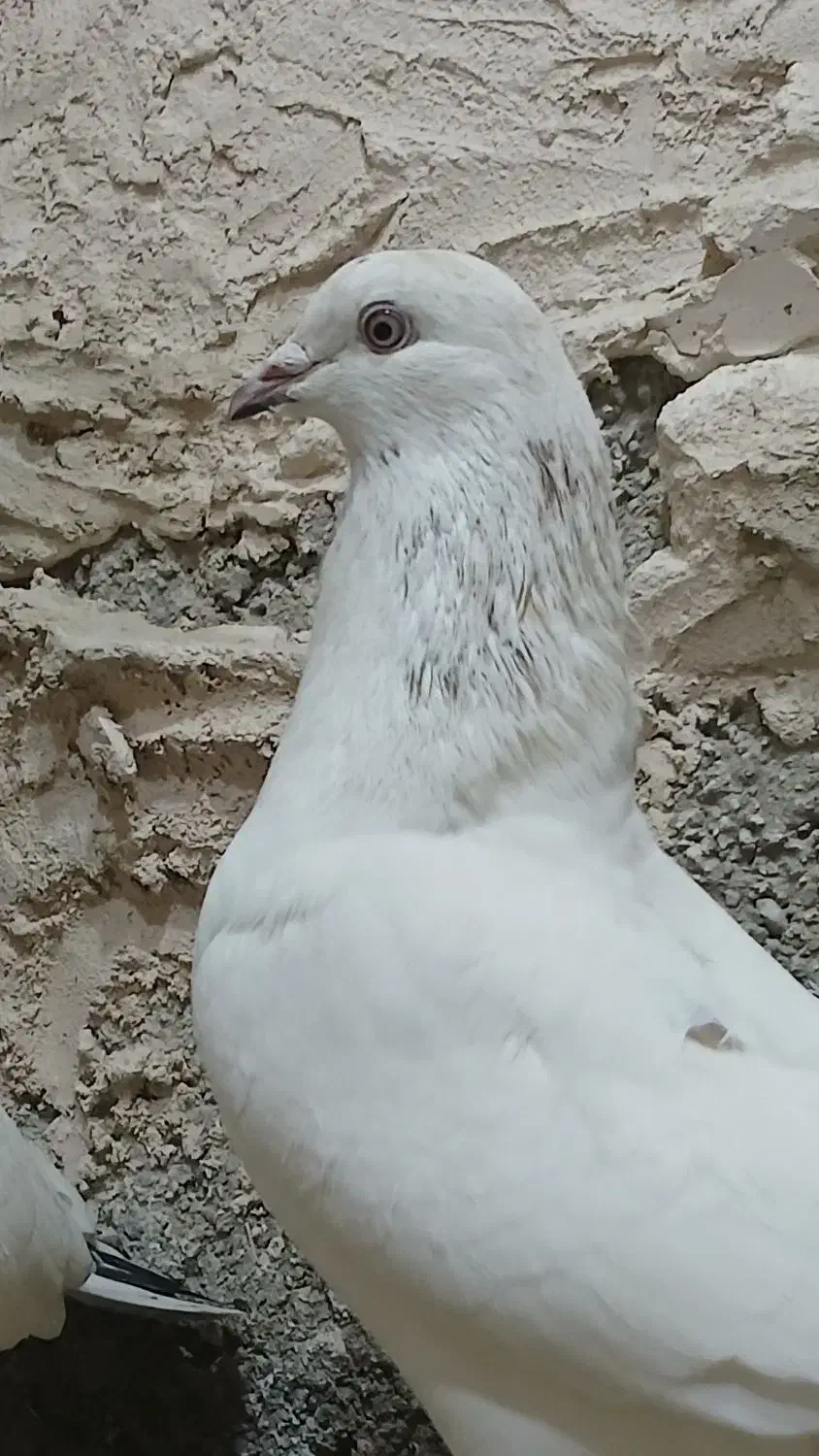 گمشده|حیوانات|قوچان, |دیوار