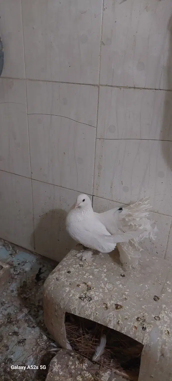 کبوتر کفتر سفید پاپر دم چتری پرپا توافقی|پرنده|مشهد, آیت الله خامنهای|دیوار