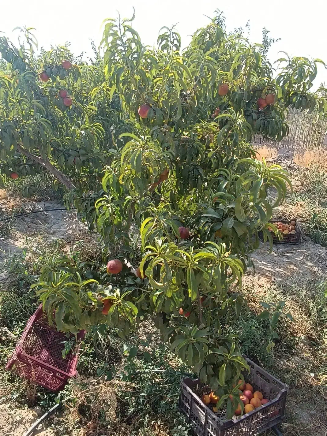 درختان مثمر پایه کوتاه باکیفیت|خدمات باغبانی و درختکاری|شهریار, اسکمان|دیوار