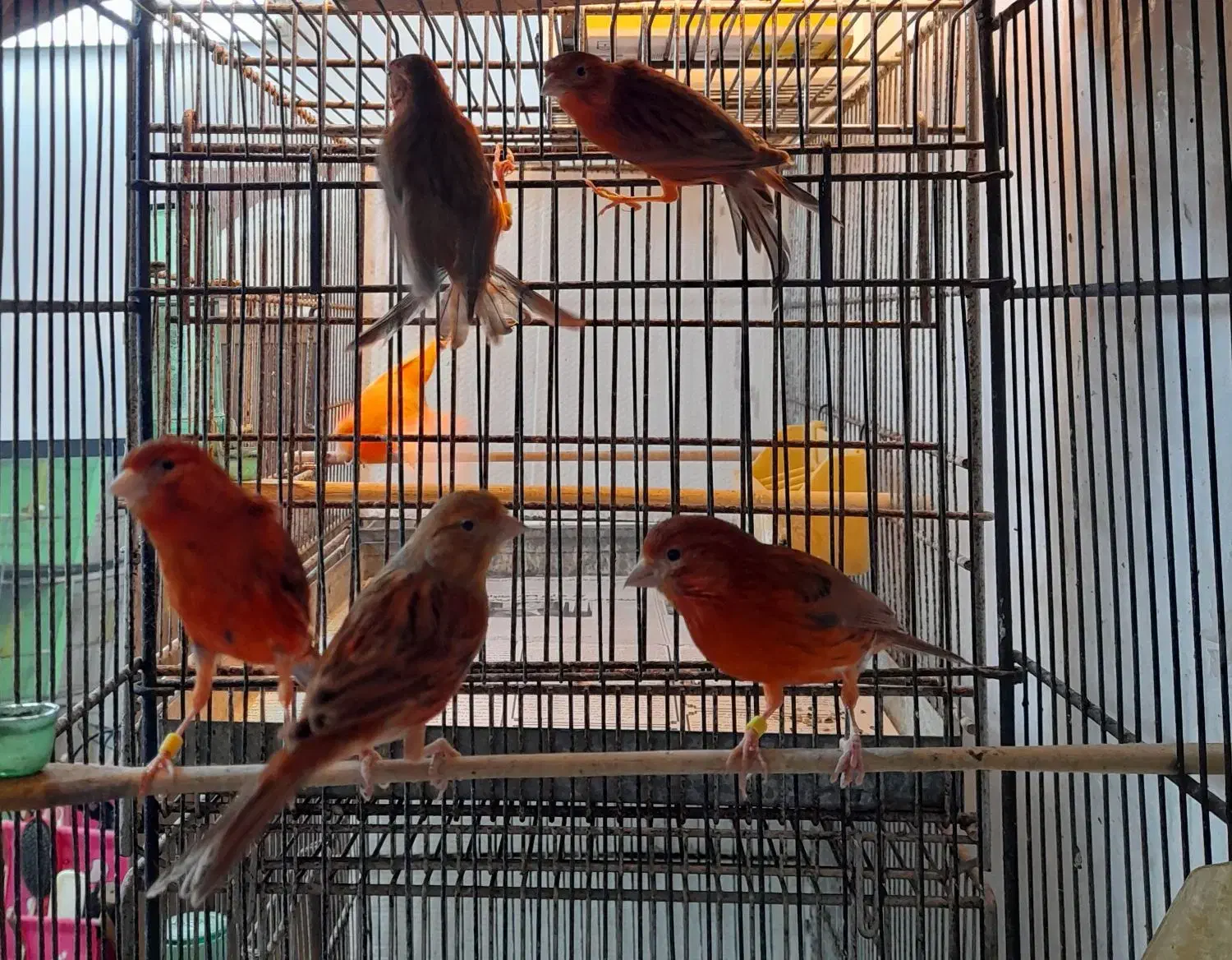 قناری ماده دارچینی|پرنده|قائمشهر, |دیوار