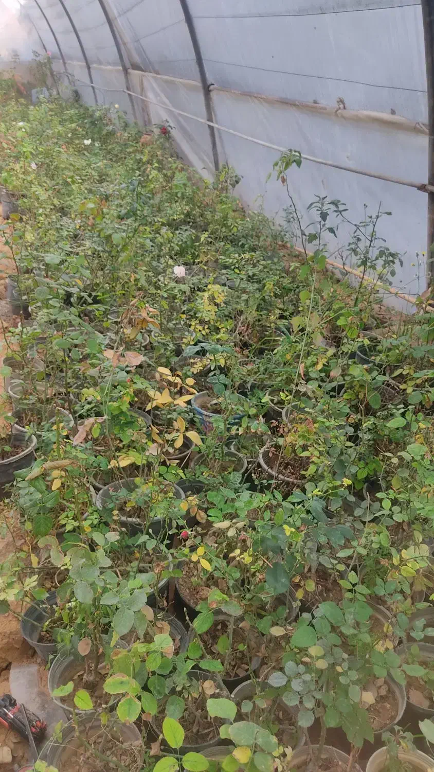 عرضه گل رز و گل کاغذی|گل و گیاه طبیعی|شیراز, گویم|دیوار